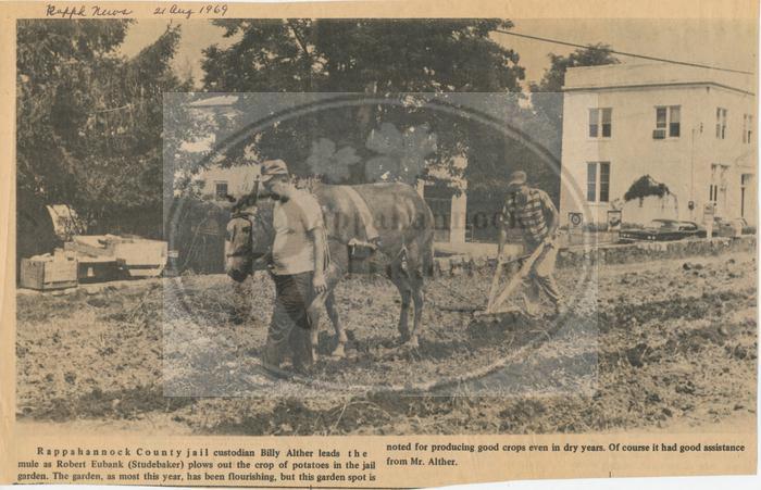 Digging the Potato Crop at the Jail Garden in 1969
